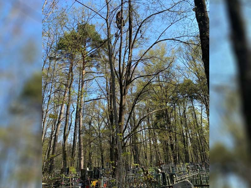 Брянские кладбища расчищают от аварийных деревьев