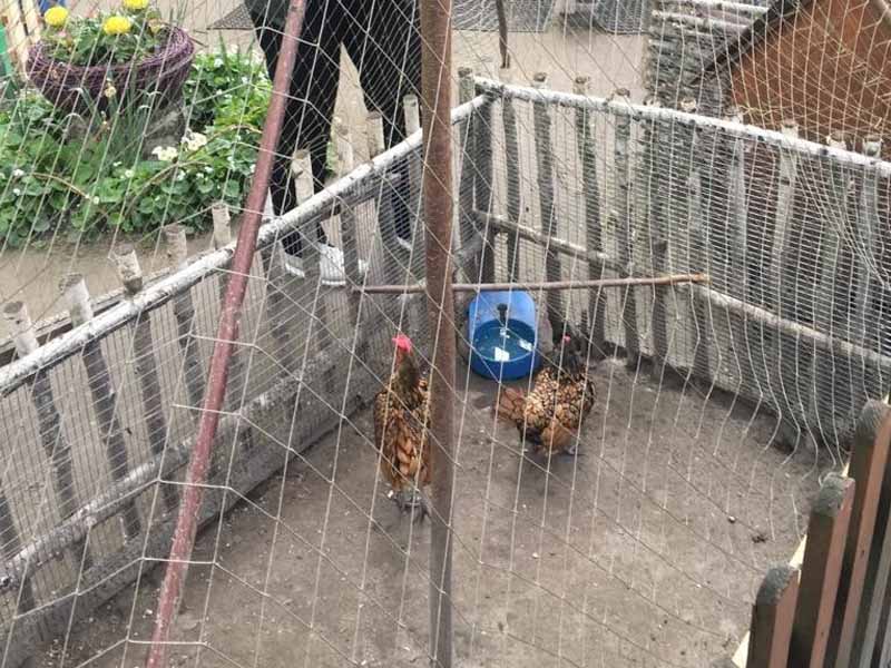Пернатых обитателей брянского зоопарка проверили на грипп птиц