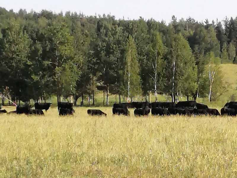 Брянского фермера через суд принуждают сдать на убой коров, больных лейкозом