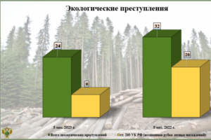 Более трети экологических преступлений в Брянской области составляют незаконные рубки леса — прокуратура
