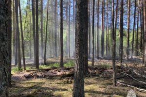 Лесной пожар потушен в воскресенье рядом с Брянском