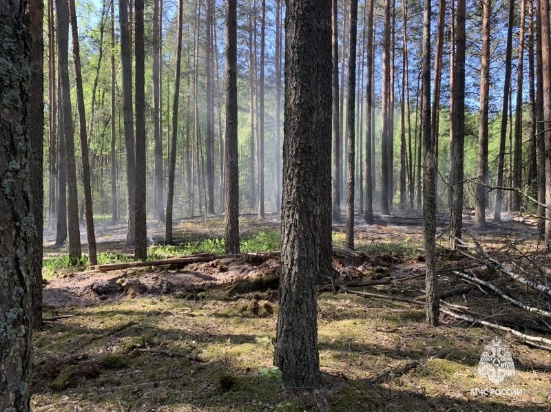 Лесной пожар потушен в воскресенье рядом с Брянском
