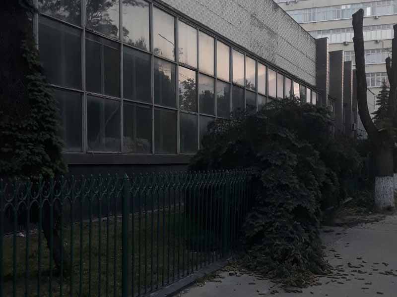 Пронесшийся по Брянску ураганный ветер завалил несколько деревьев