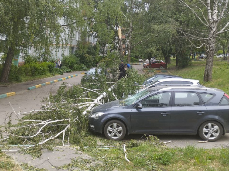 Дерево, рухнувшее от ветра в Брянске, накрыло сразу три автомобиля