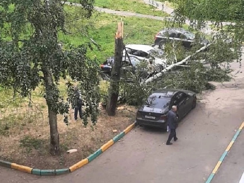Дерево, рухнувшее от ветра в Брянске, накрыло сразу три автомобиля