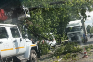 Дерево упало на контактную сеть и блокировало движение на улице Калинина в Брянске