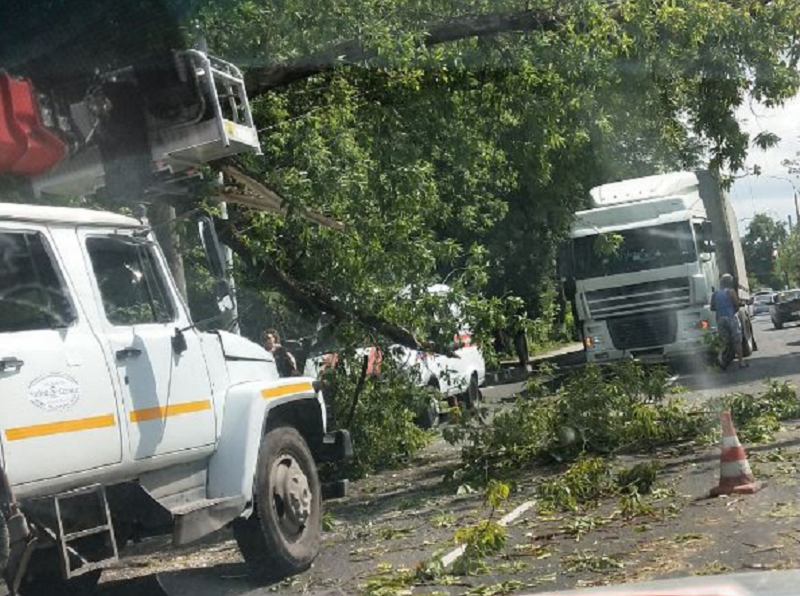 Дерево упало на контактную сеть и блокировало движение на улице Калинина в Брянске