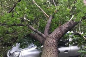 В Брянске по улице Глинки дерево рухнуло на автомобиль. Без особых последствий для машины