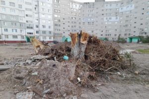 Деревья из вырубленных бежицких дворов сжигаются на окраине Брянска