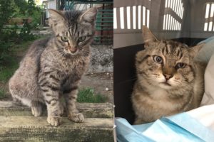 Волонтёры в Брянске ищут дом кошке и коту, пострадавшим от живодёров
