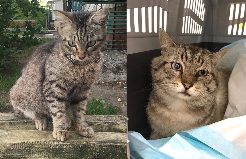 Волонтёры в Брянске ищут дом кошке и коту, пострадавшим от живодёров