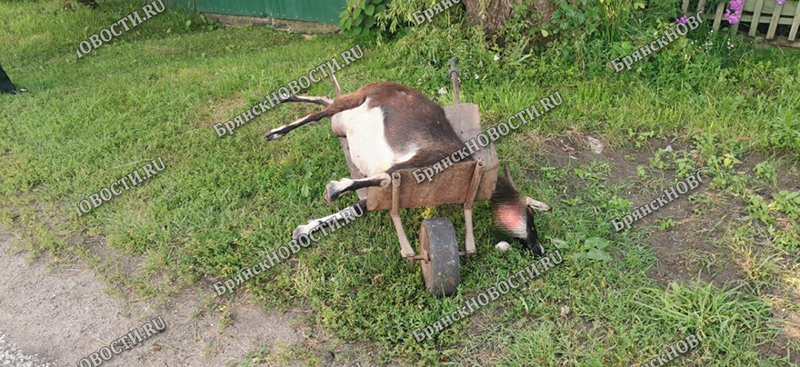 Смертельное ДТП под Новозыбковом: автомобиль оторвал голову козе