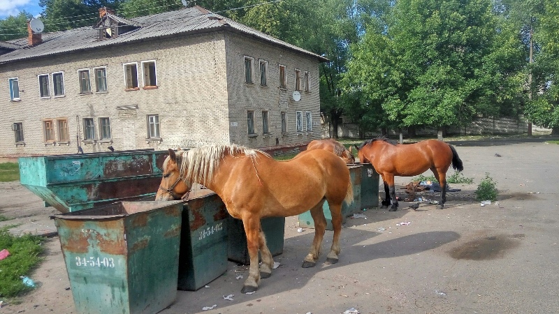 Штрафстоянка для лошадей и коров в Брянске  становится реальностью благодаря федеральному закону. Сбылась мечта Хлиманкова?