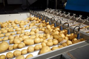 Агрохолдинг «Мираторг» начинает реализацию калининградского и ставропольского раннего картофеля