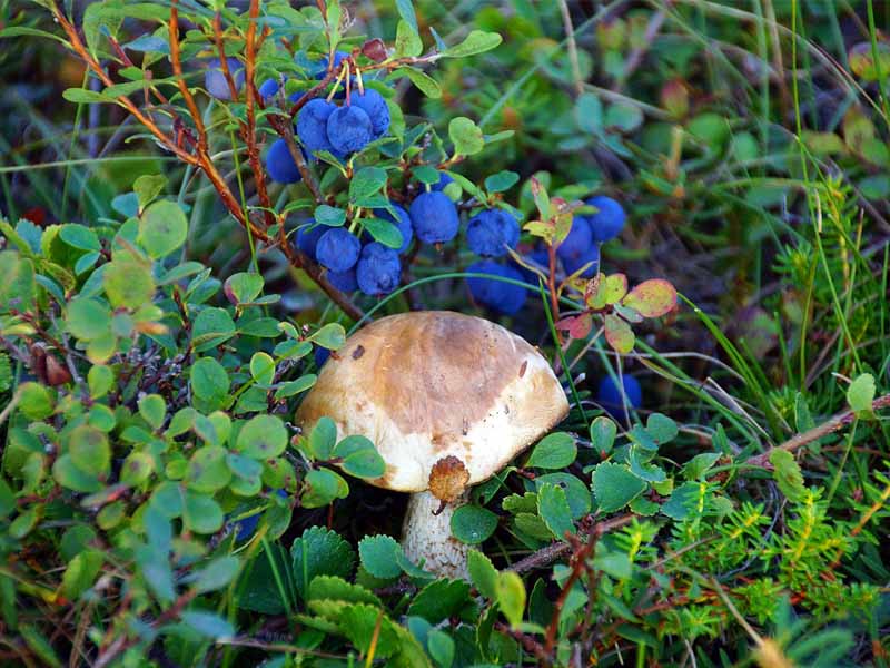 Роспотребнадзор нашел много цезия в грибах и ягодах с юго-запада Брянской области