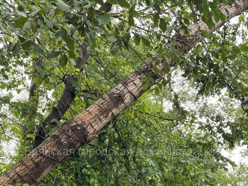 Упавшие деревья, оборванные провода, поврежденные светофоры: в Брянске устраняют последствия разбушевавшейся стихии