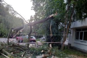 Штормовой ветер повалил в Брянске два десятка деревьев, вывел из строя ЛЭП и троллейбусное сообщение