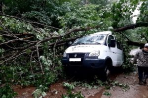 Дерево рухнуло на «ГАЗель» в Брасовском районе, два человека травмированы