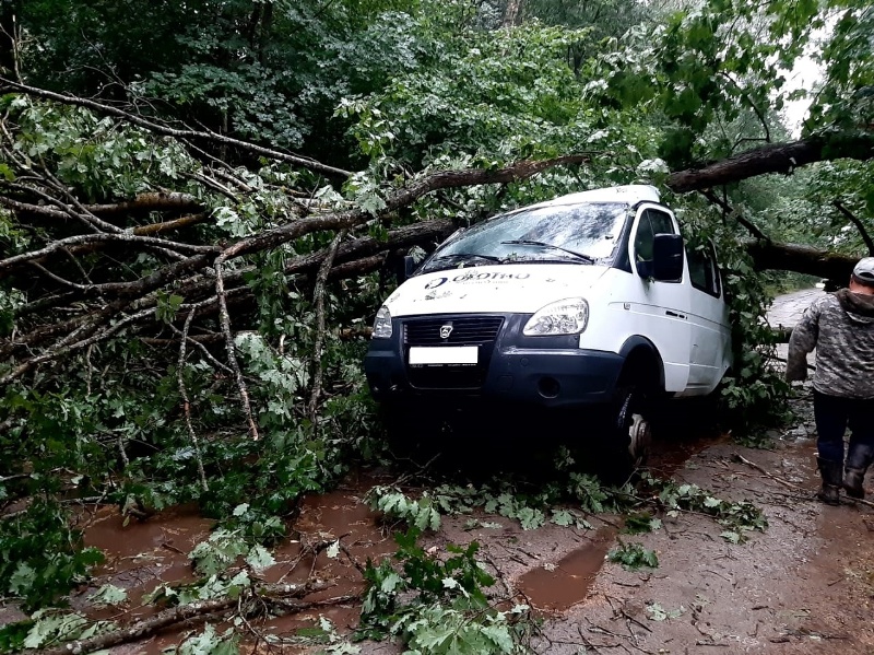 Дерево рухнуло на «ГАЗель» в Брасовском районе, два человека травмированы