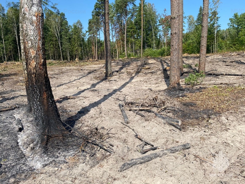 Лесной пожар ликвидирован в Дятьковском районе
