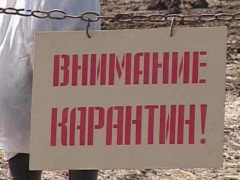 В брянском селе на границе с Украиной введён карантин
