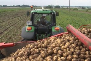 В Брянской области началась уборка раннего картофеля