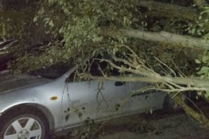Три автомобиля раздавлены упавшим тополем во дворе дома в Брянске