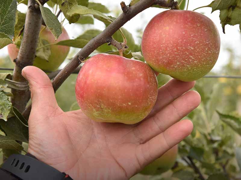 В «Брянском саду» приступили к сбору яблок