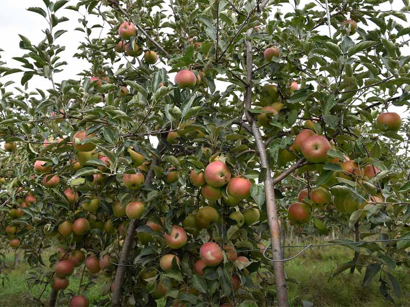 В «Брянском саду» приступили к сбору яблок