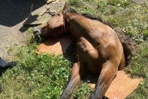 Цыганский конь провалился в открытый люк в Бежице