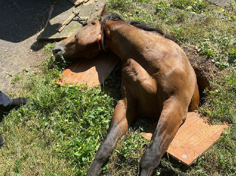 Цыганский конь провалился в открытый люк в Бежице