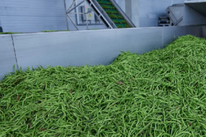 Импортозамещение замороженных овощей: запущен проект по переработке бобовых в Тульской области