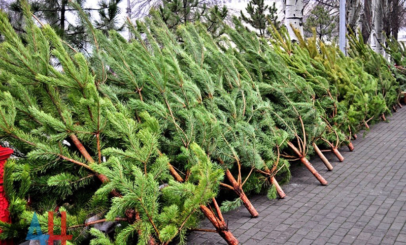 Брянская область отправила покупателям первые 10 тысяч новогодних деревьев