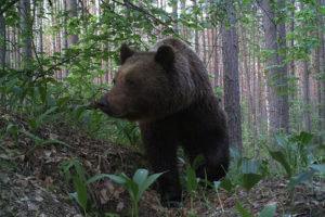 День медведя: в Брянской области обитает один медведь на 100 квадратных километров