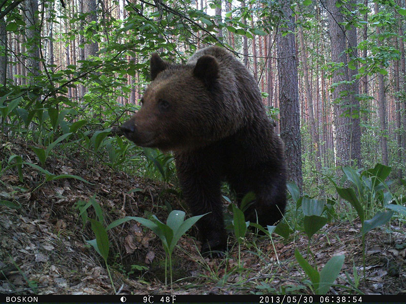 День медведя: в Брянской области обитает один медведь на 100 квадратных километров