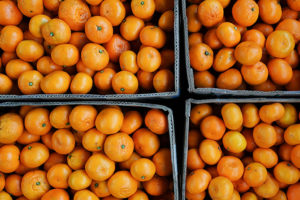 Предновогодний экспорт мандаринов из Абхазии в Россию сократился из-за неурожая