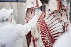 «Шеф-аудит» на  брянском производстве «Мираторга»: рестораторы и шеф-повара лично следят за процессом производства мраморной говядины