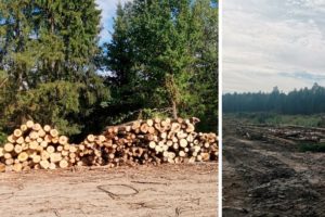 Дела о рубке леса: брянские суды  заставляют лесорубов платить за причинённый природе ущерб