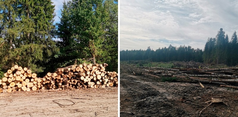 Дела о рубке леса: брянские суды  заставляют лесорубов платить за причинённый природе ущерб