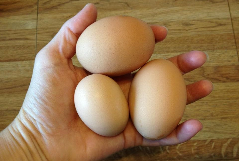 Белоруссия поставила в Россию за неделю вдвое больше яиц, чем за весь прошлый год