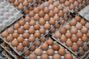 Потребление пищевых яиц в России составляет от 0,8 до трёх штук в день