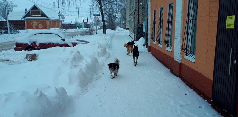 Власти Трубчевского района должны заплатить 50 тыс. рублей ребёнку за укус собаки