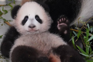 Китайский Новый год в Москве: бесплатный вход в зоопарк для Екатерин и переодевшихся в костюм панды