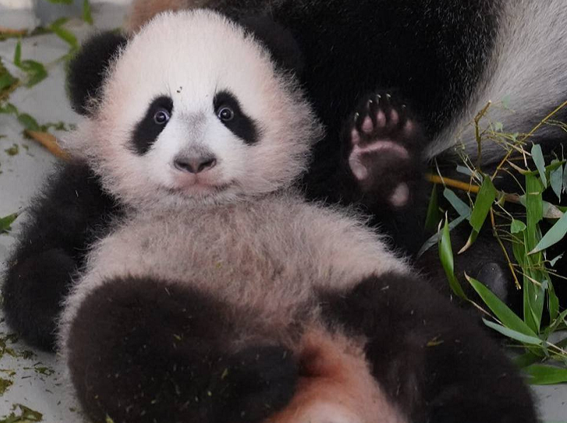 Китайский Новый год в Москве: бесплатный вход в зоопарк для Екатерин и переодевшихся в костюм панды