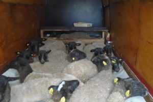 Более 8,2 тыс. «контрафактных» животных задержаны при перевозке через Брянскую область за прошлый год
