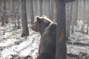 В «Брянском лесу» проснулись медведи