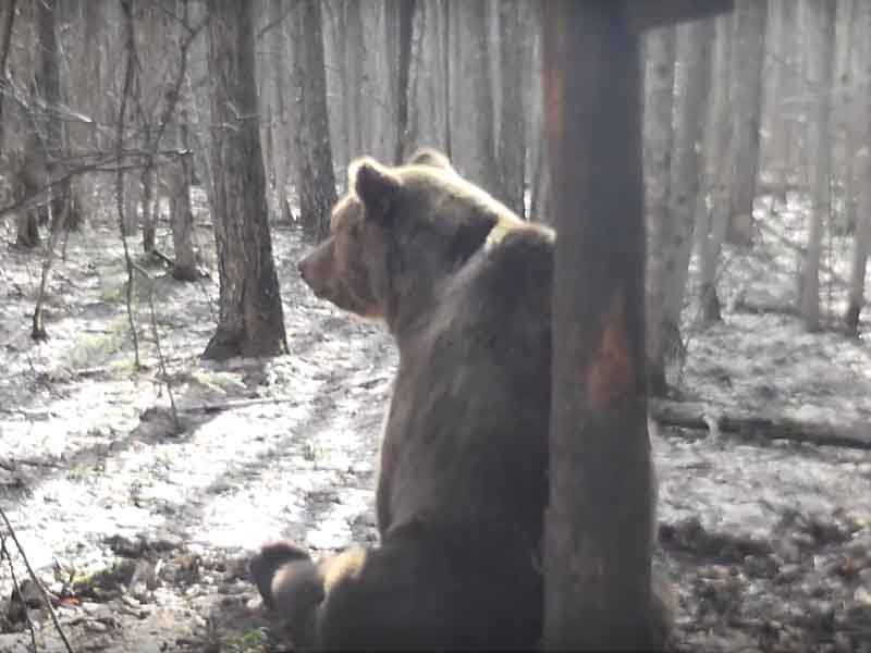 В «Брянском лесу» проснулись медведи