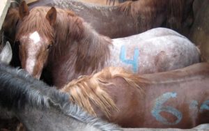 В Брянской области отловили три десятка лошадей-«нелегалов»