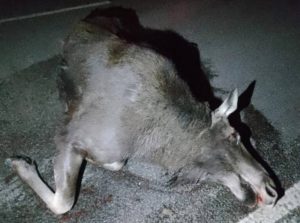 ДТП с дикими животными: в соседних областях пострадали уже пять человек, на брянские дороги лоси пока не выбегали