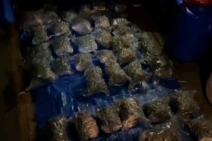 У трубчевского дилера нашли 15 кг готовой к сбыту марихуаны